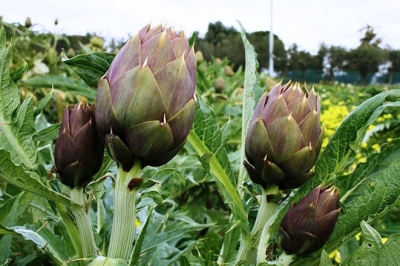 Sa de 32 Festas de sa Canciofa e sa de 21 Fieras Agroalimentaris de su Campidanu de Mesu - Samassi 21- 22- 23- 24 de Martzu 2019
